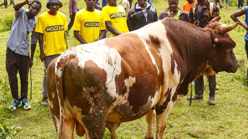Day One of Mayo Bullfighting tournament lives up to hype with Messi, Simba proving might