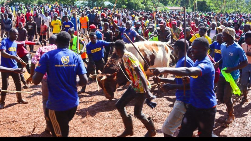 BBI Zakayo, Power and Sure reign supreme in Day 2 of Mayo Bullfighting tournament